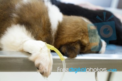 Illness Puppy ( Thai Bangkaew Dog ) With Intravenous Drip On Operating Table In Veterinarian's Clinic Stock Photo