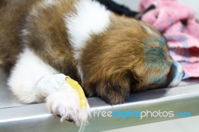 Illness Puppy ( Thai Bangkaew Dog ) With Intravenous Drip On Operating Table In Veterinarian's Clinic Stock Photo