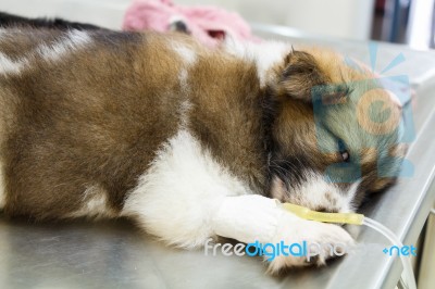 Illness Puppy With Intravenous Drip Stock Photo