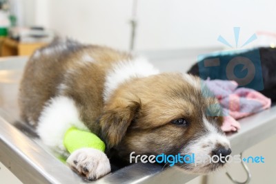 Illness Puppy(thai Bangkaew Dog) With Catheter At Its Leg Stock Photo