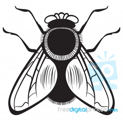 Illustration Flies Stock Image