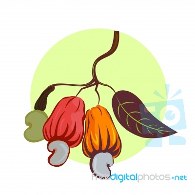 Illustration Of A Cashew Nut. Branch Cashew Nut Tree With Three Multi ...