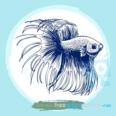 Illustration Of Betta Splendens, Siamese Fighting Fish Stock Image