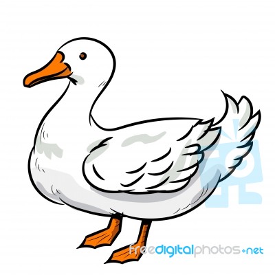 Illustration Of Duck - Illustration Stock Image