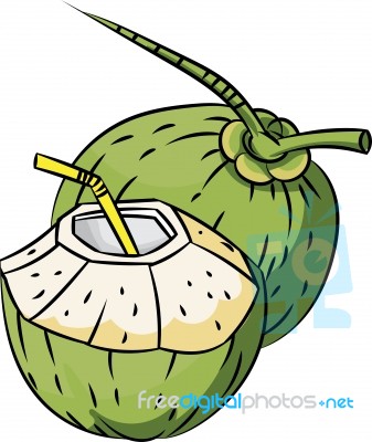 Illustration Of Fresh Coconuts - Illustration Stock Image