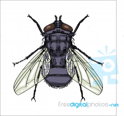 Illustration Of House Fly - Illustration Stock Image