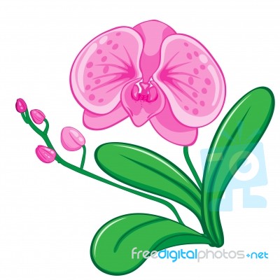 Illustration Of Orchids Flower Vecter Stock Image