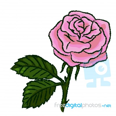 Illustration Of Rose Hand Drawn Style - Illustration Stock Image