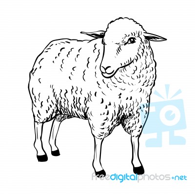 Illustration Of Sheep -  Illustration Stock Image