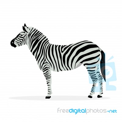 Illustration Of Zebra Profile Isolated On White Background Stock Image