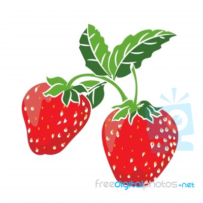 Illustration Strawberry  -  Illustration Stock Image