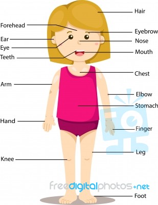 Illustrator Of Girl With Labeled Body Parts Stock Image