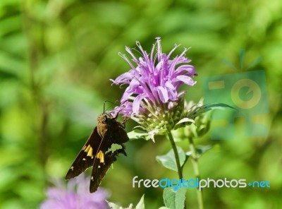 Image Of A Beautiful Butterfly Sitting On Flowers Stock Photo