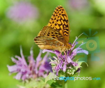 Image Of A Beautiful Butterfly Sitting On Flowers Stock Photo