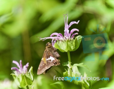 Image Of A Beautiful Butterfly Sitting On Flowers Stock Photo