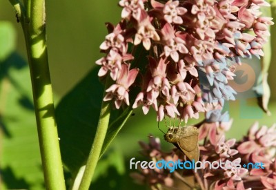 Image Of A Beautiful Butterfly Sitting On Flowers Stock Photo