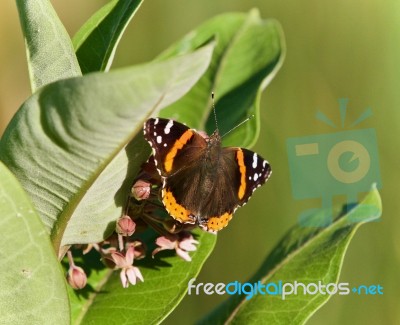 Image Of A Beautiful Butterfly Sitting On Flowers Stock Photo