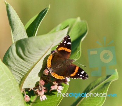 Image Of A Beautiful Butterfly Sitting On Flowers Stock Photo