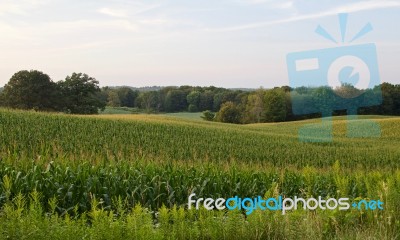 Image Of A Beautiful Corn Field In The Farm Land Stock Photo