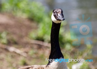 Image Of A Canada Goose Looking In The Camera Stock Photo