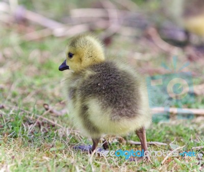 Image Of A Chick Of Canada Geese On A Grass Stock Photo