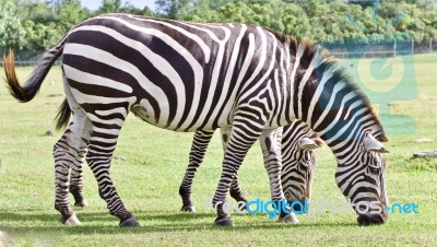 Image Of A Couple Of Zebras Eating The Grass Stock Photo