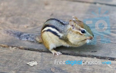 Image Of A Cute Funny Chipmunk Eating Something Stock Photo