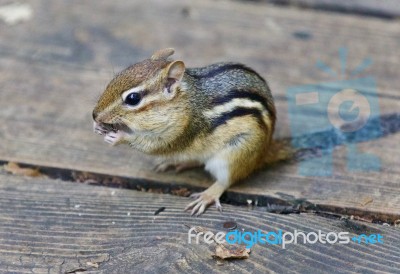 Image Of A Cute Funny Chipmunk Eating Something Stock Photo