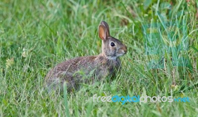 Image Of A Cute Rabbit Sitting In The Grass Stock Photo