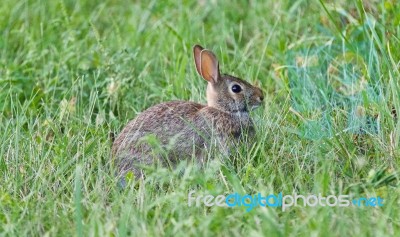 Image Of A Cute Rabbit Sitting In The Grass Stock Photo