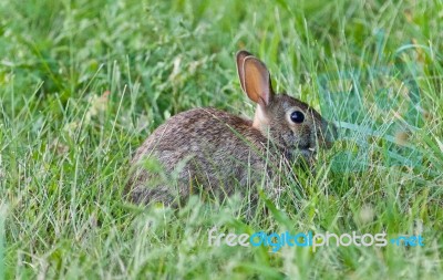 Image Of A Cute Rabbit Sitting In The Grass Stock Photo