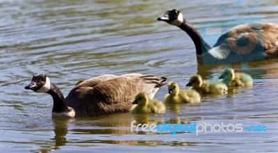 Image Of A Family Of Canada Geese Swimming Stock Photo