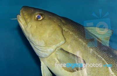 Image Of A Fish Looking In Camera In The Sea Stock Photo