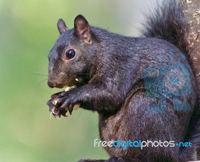 Image Of A Funny Black Squirrel Eating Nuts Stock Photo