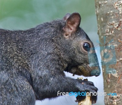 Image Of A Funny Black Squirrel Eating Nuts Stock Photo