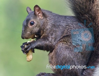 Image Of A Funny Black Squirrel Eating Nuts Stock Photo