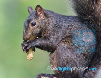 Image Of A Funny Black Squirrel Eating Nuts Stock Photo