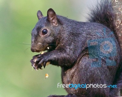 Image Of A Funny Black Squirrel Eating Nuts Stock Photo