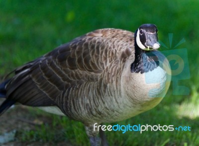 Image Of A Funny Canada Goose On A Field Stock Photo