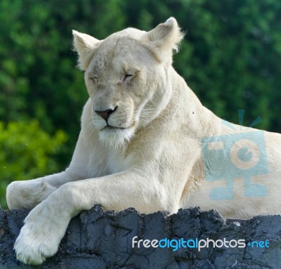 Image Of A Funny White Lion Trying Not To Sleep Stock Photo