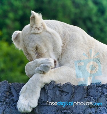 Image Of A Funny White Lion Trying Not To Sleep Stock Photo