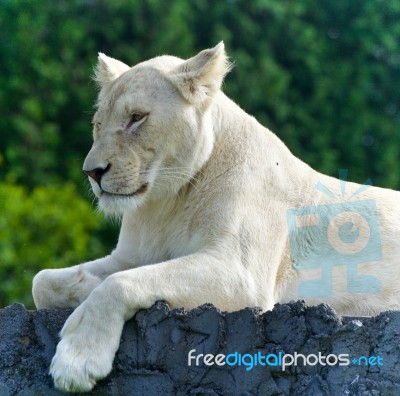 Image Of A Funny White Lion Trying Not To Sleep Stock Photo