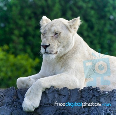 Image Of A Funny White Lion Trying Not To Sleep Stock Photo