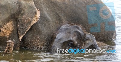 Image Of A Funny Young Elephant Swimming In A Lake Stock Photo