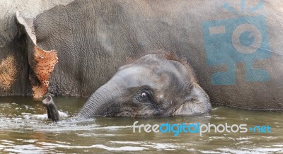 Image Of A Funny Young Elephant Swimming In A Lake Stock Photo