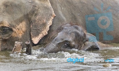 Image Of A Funny Young Elephant Swimming In A Lake Stock Photo