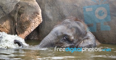 Image Of A Funny Young Elephant Swimming In A Lake Stock Photo