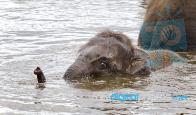 Image Of A Funny Young Elephant Swimming In A Lake Stock Photo