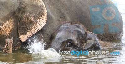 Image Of A Funny Young Elephant Swimming In A Lake Stock Photo