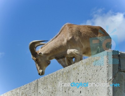 Image Of A Goat Looking Down From The Top Stock Photo